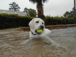 Playing Catch in Pool