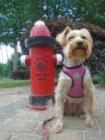 Protecting the Fire Hydrant