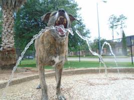 Playing at Water Fountain