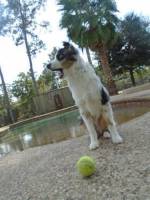 Playing Catch by the Pool