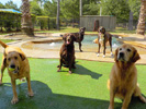 Cypress Pet Resort Daycare
